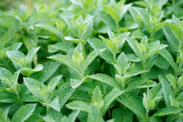 menta
