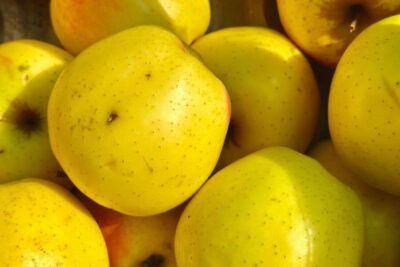 A pile of yellow apples sitting next to each other