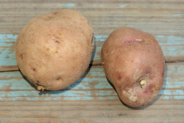 Patata vermella
