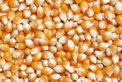 brown and white beans on white ceramic plate